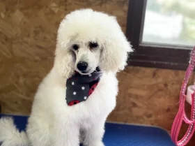 Toy Poodle