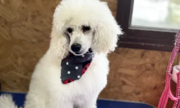 Toy Poodle