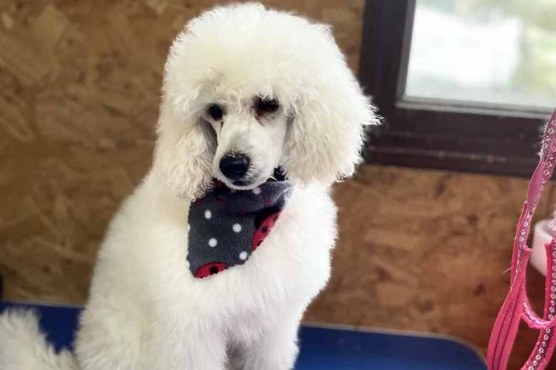 Toy Poodle