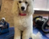Toy Poodle