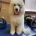 Toy Poodle