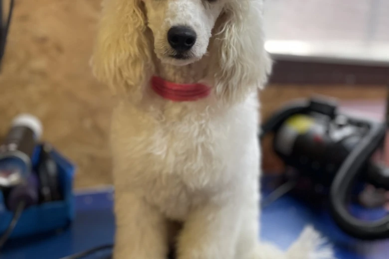 Toy Poodle
