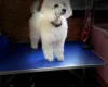 Toy Poodle