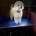 Toy Poodle