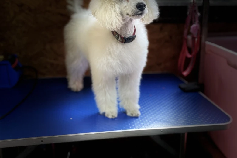 Toy Poodle