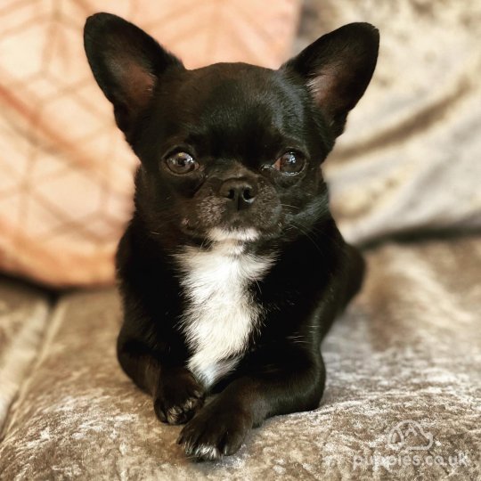 Chihuahua