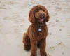 Cockapoo