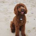 Cockapoo
