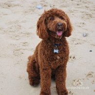 Cockapoo