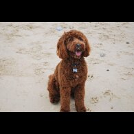 Cockapoo