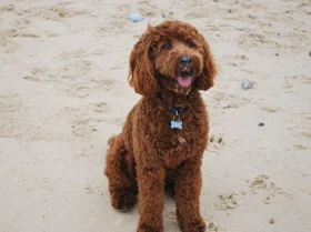 Cockapoo