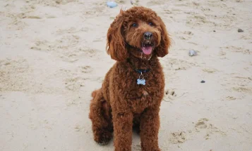 Cockapoo