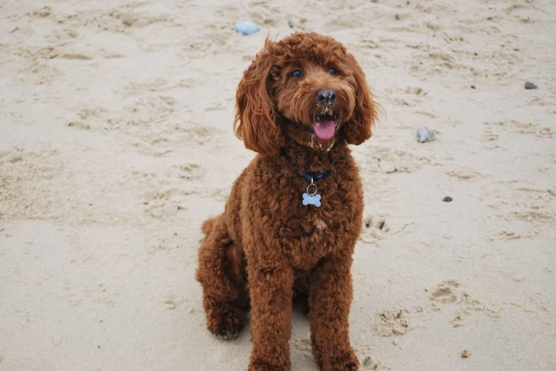 Cockapoo