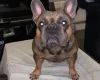 French Bulldog - Dogs