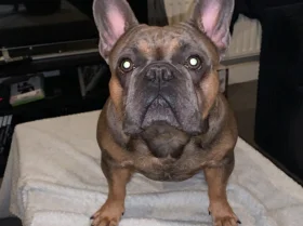 French Bulldog - Dogs