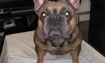 French Bulldog - Dogs