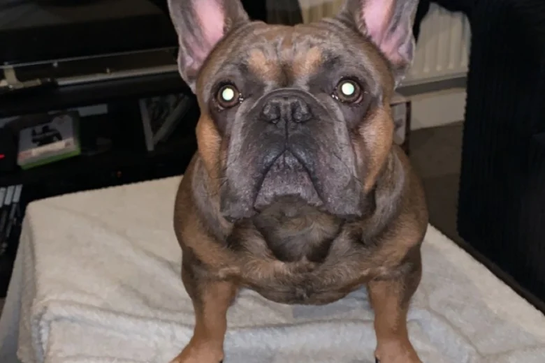 French Bulldog - Dogs