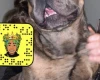 French Bulldog - Dogs