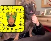 French Bulldog - Dogs