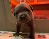 Staffordshire Bull Terrier