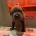 Staffordshire Bull Terrier