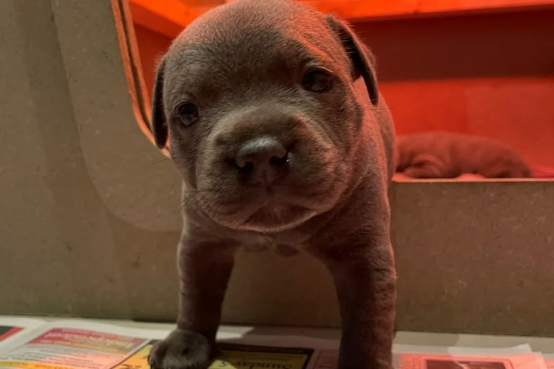Staffordshire Bull Terrier
