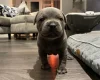 Staffordshire Bull Terrier