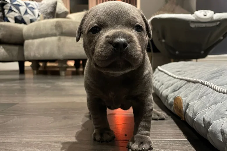 Staffordshire Bull Terrier