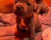Staffordshire Bull Terrier