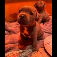 Staffordshire Bull Terrier