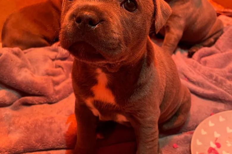 Staffordshire Bull Terrier