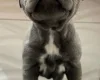 Staffordshire Bull Terrier