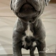 Staffordshire Bull Terrier