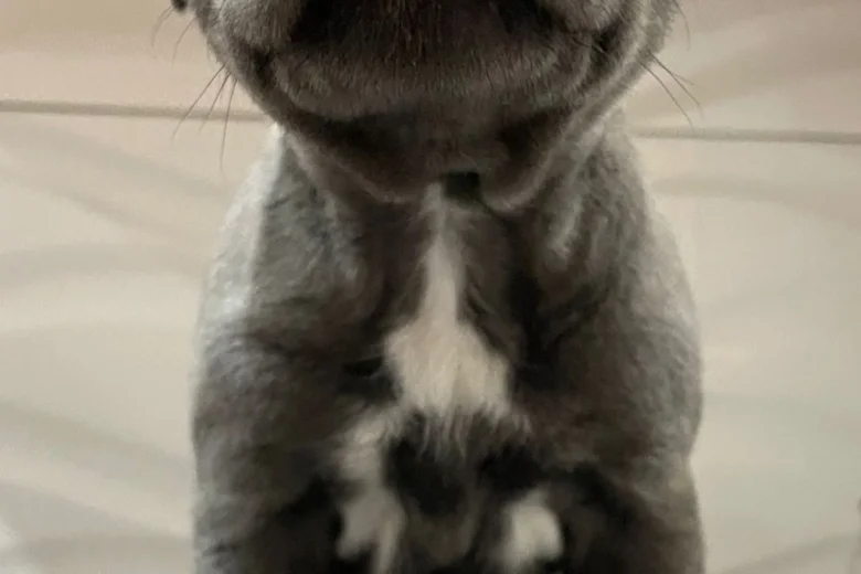 Staffordshire Bull Terrier