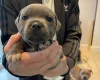 Staffordshire Bull Terrier