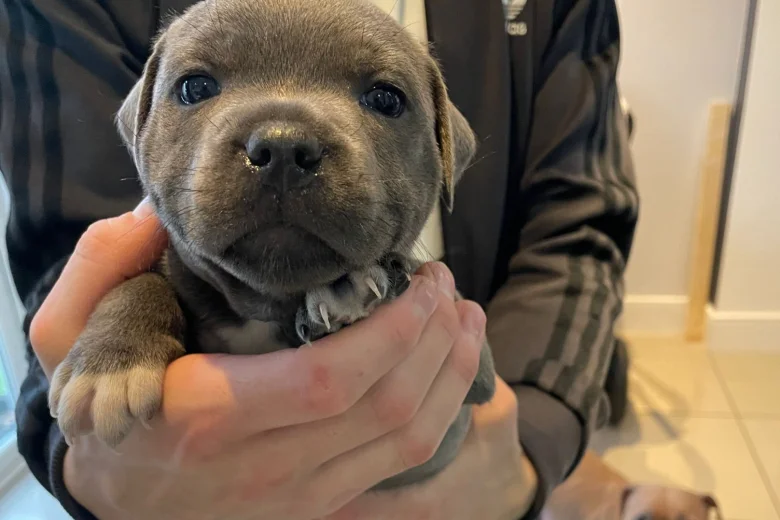 Staffordshire Bull Terrier