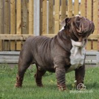 English Bulldog - Dogs