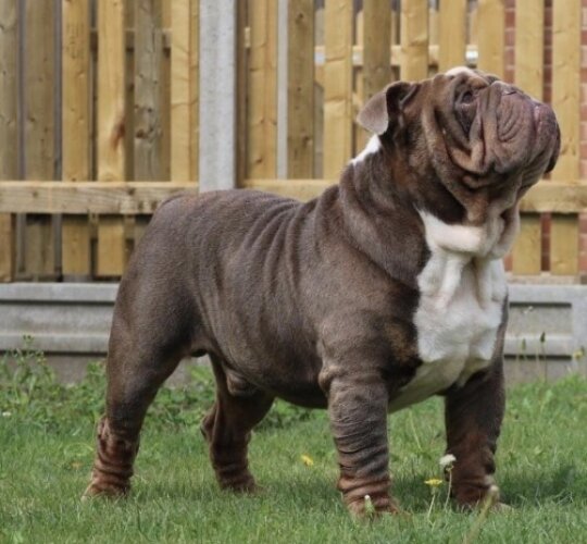 English Bulldog