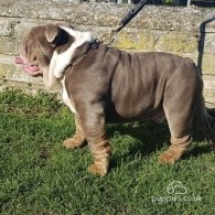 English Bulldog - Dogs