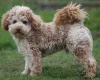 Cockapoo - Dogs