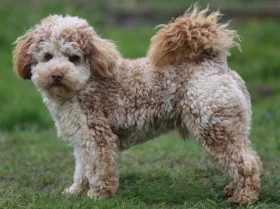 Cockapoo - Dogs