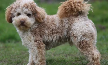 Cockapoo - Dogs