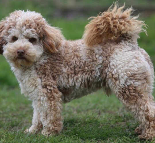 Cockapoo