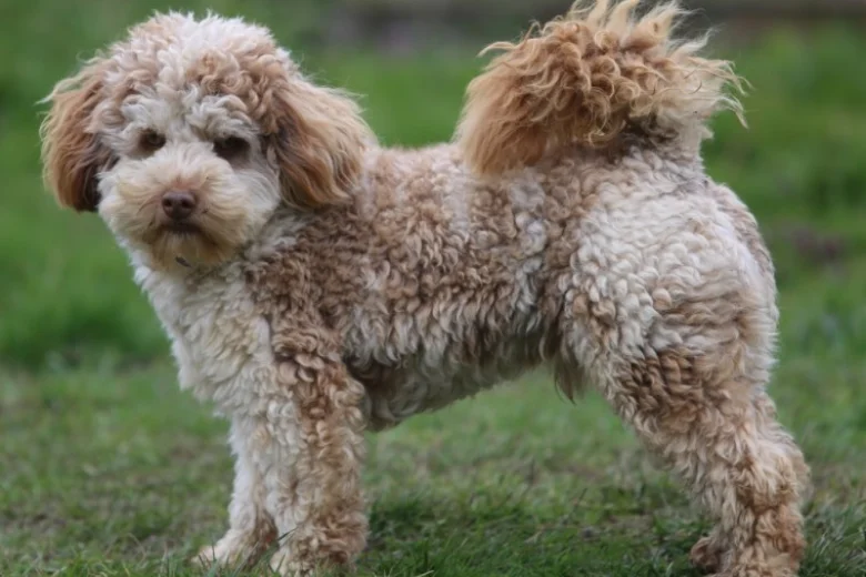 Cockapoo - Dogs