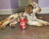 Cockapoo - Dogs