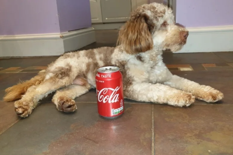 Cockapoo - Dogs