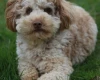 Cockapoo - Dogs