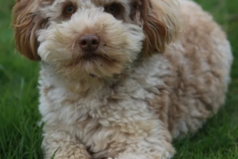 Cockapoo - Dogs