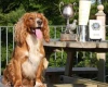 Cocker Spaniel (Show) - Dogs