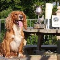 Cocker Spaniel (Working & Show) - Dogs